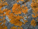 Xanthoria sorediata-7.jpg